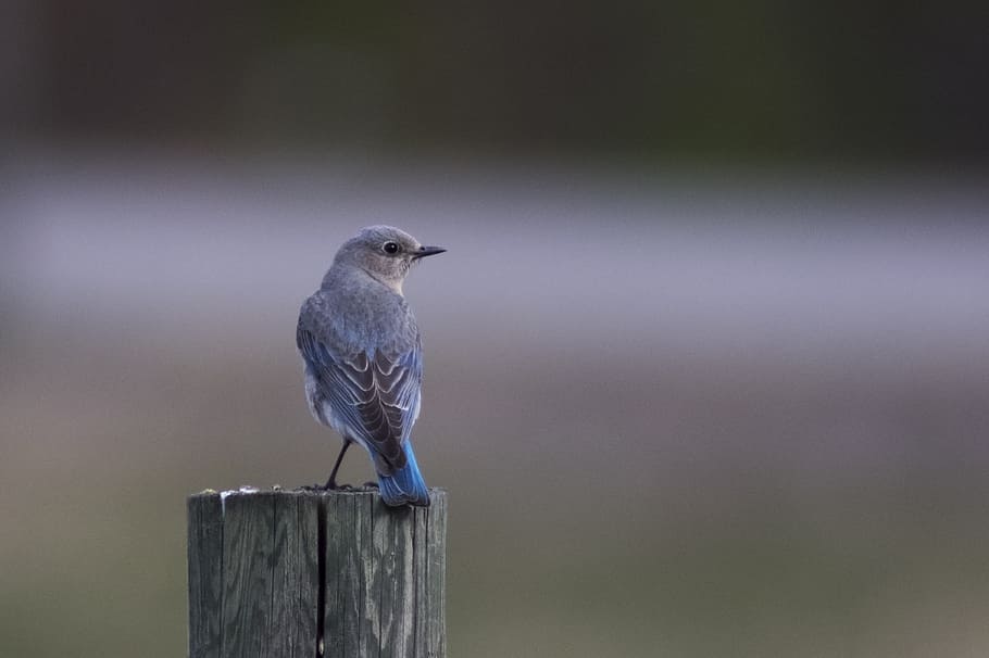 bluebird, betina, pegunungan berbatu kanada, bc, burung, margasatwa, hewan, alam, bertengger, di luar rumah