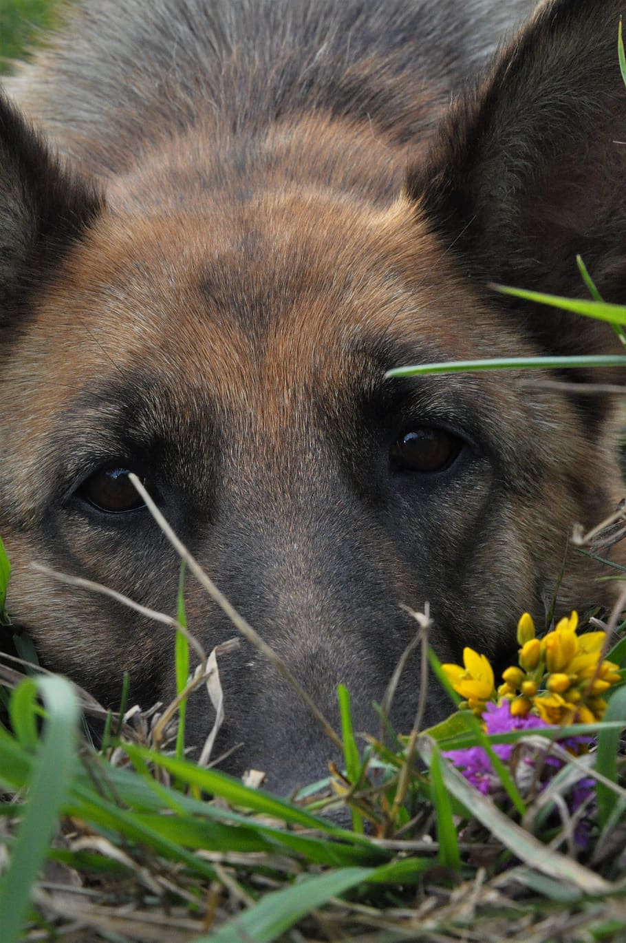 dog, training, home, shepherd, nose, animal, mammal, clever dog, dog eyes, german shepherd