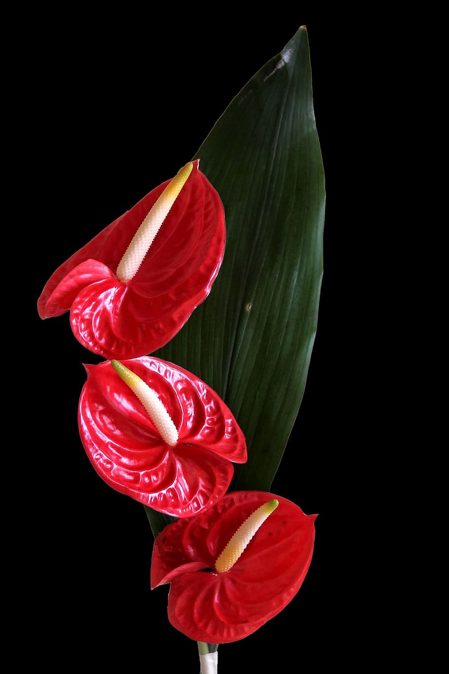 floración de hojas de encaje, flor de flamenco, anturio, flor, floración, rojo, planta floreciendo, frescura, pétalo, fragilidad