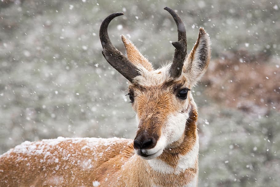 Royalty-free pronghorn deer photos free download | Pxfuel