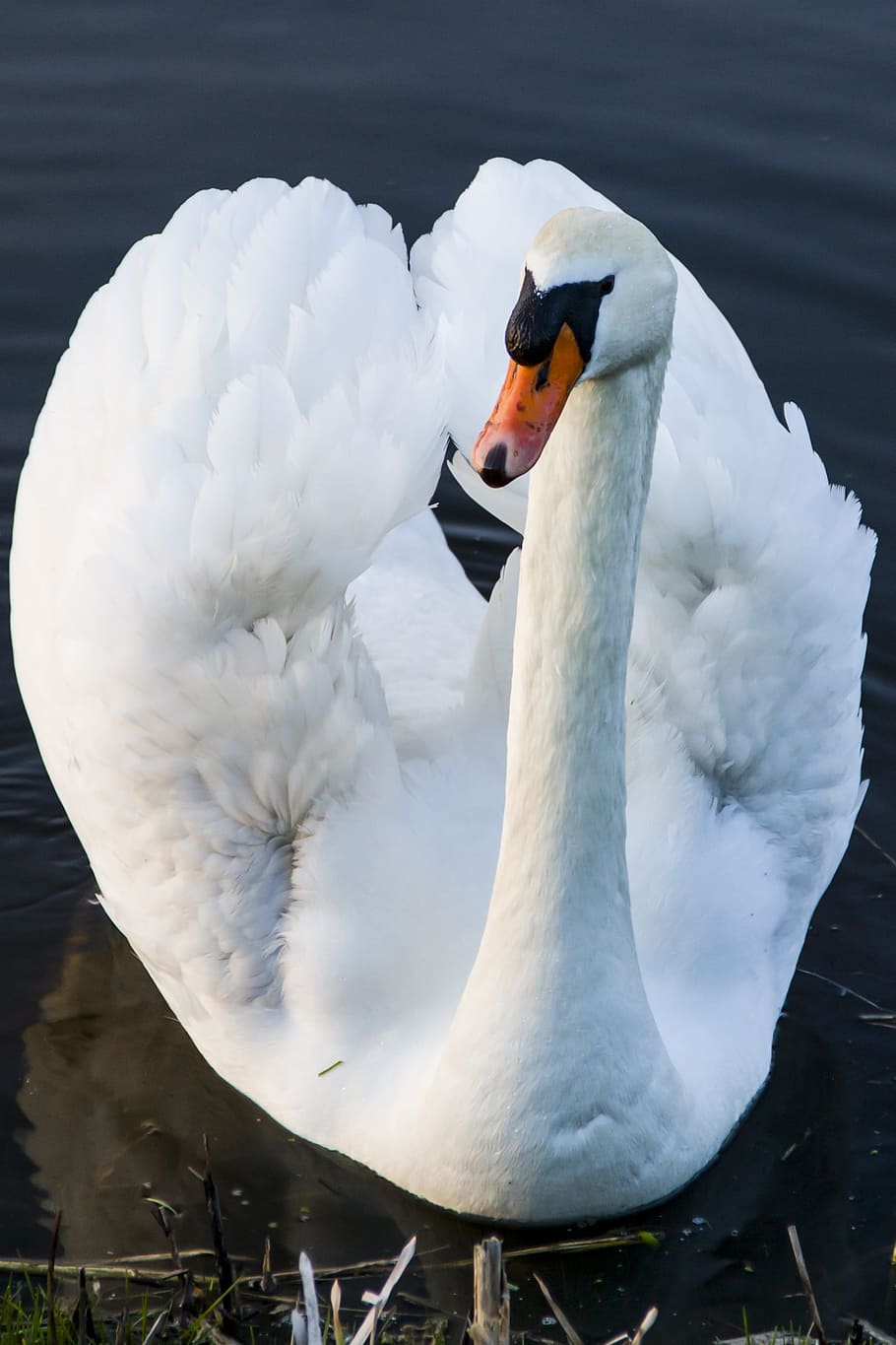 動物 ホワイトスワン 白鳥 白 鳥 自然 湖 水 池 野生動物 Pxfuel