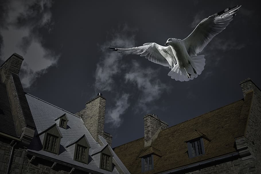 white, bird, flying, houses, seagull, place royale, quebec city, maison rivet, architecture, sky