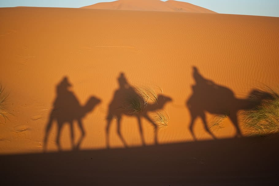 three camels artwork, camels, artwork, magi, desert, morocco, camel, sand Dune, camel Train, animal