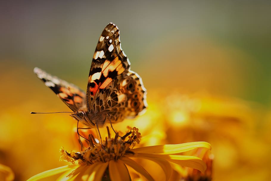 borboleta, close-up, inseto, jardim, verão, detalhes, percevejo, asas, natureza, colorido