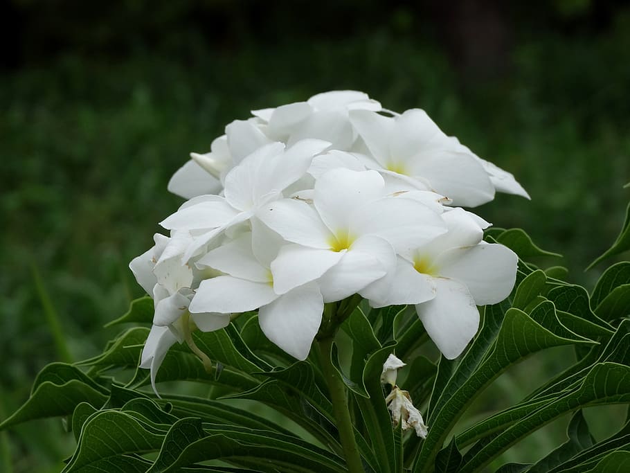 buquê de noiva, flores brancas, flor, branco, noiva, flores, delicado,  planta, flor branca, jardim | Pxfuel