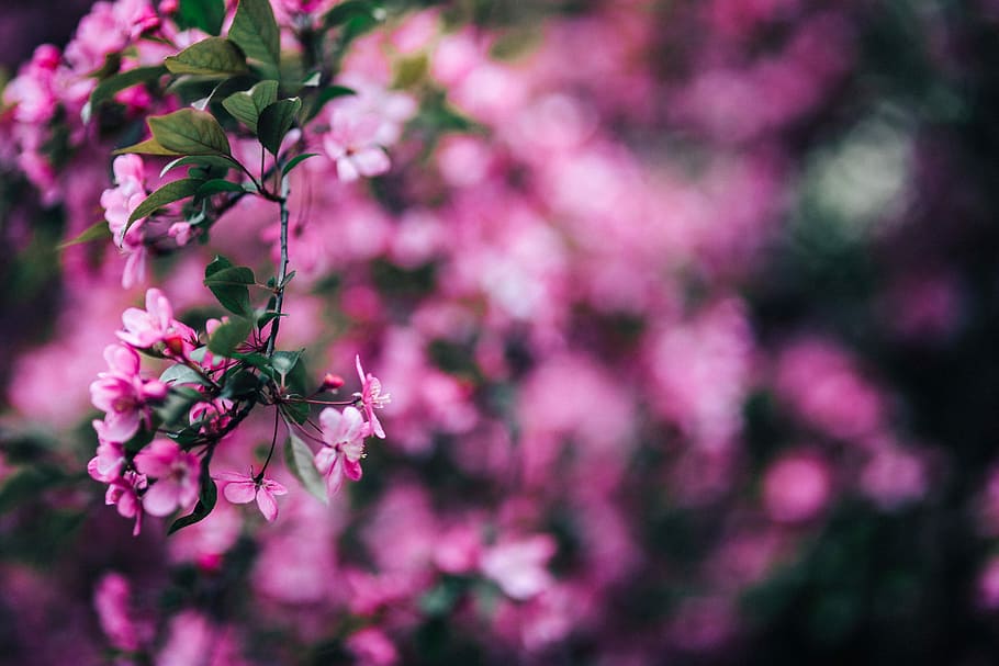 прекрасный, розовый, цветы, цветущий, ветви деревьев, дерево, ветви, копировать пространство, весна, цвести