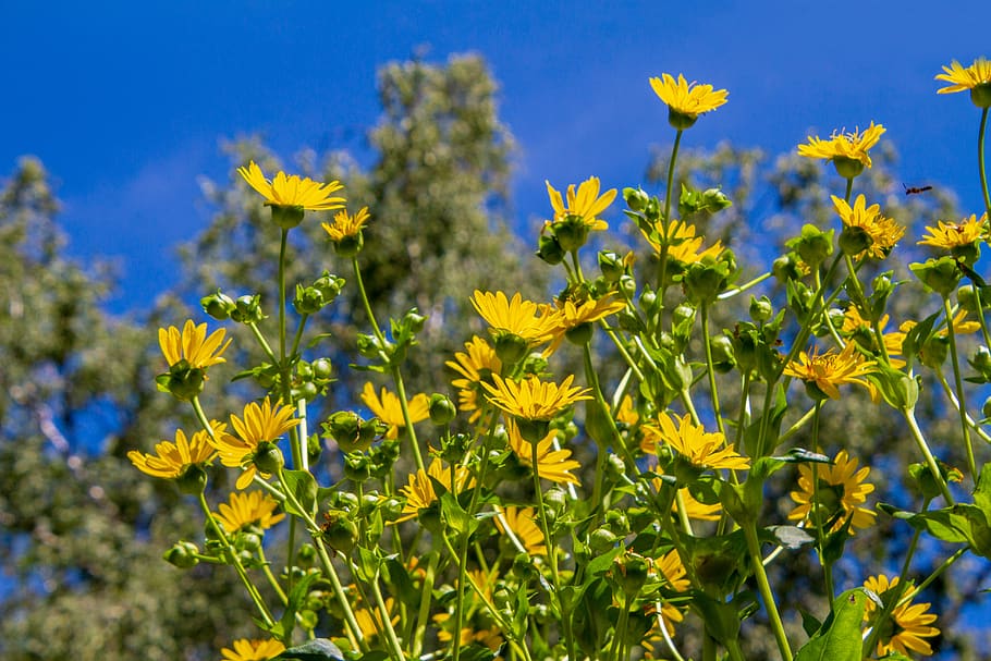 aster, mountain aster, flower, yellow, flowers, nature, summer, sunny, bright, amellus