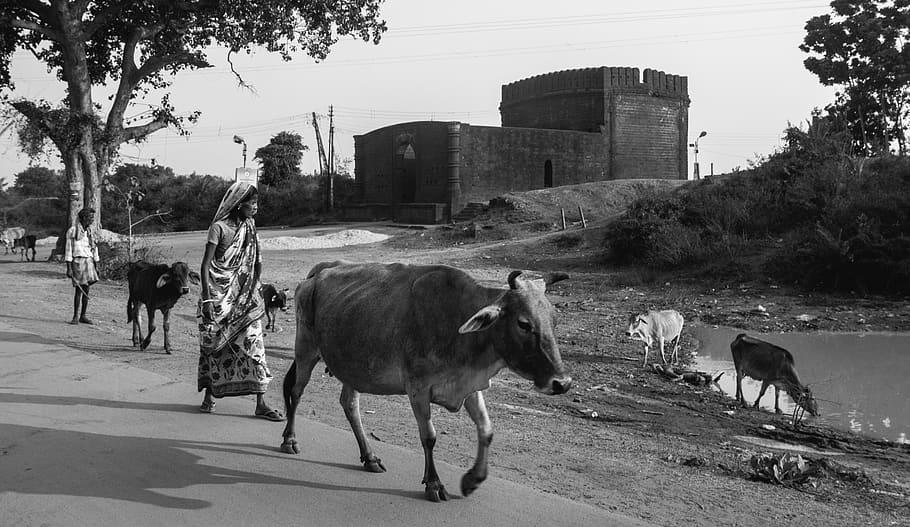 black and white, india, rural, people, street graphy, animals, cows, bucolic, fort, bishnupur