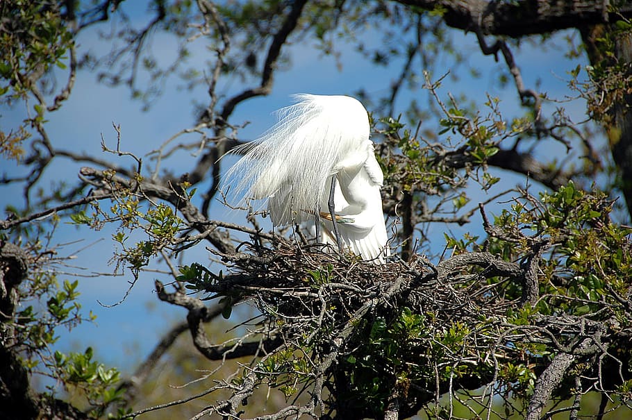 great white heron, egret, bird, avian, nesting, nest, wildlife, tropical, florida, marshland