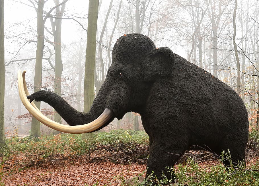 black, mammoth, forest, trees, mamut, mammal, extinct, animal ...