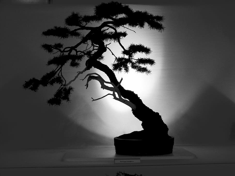 silhouette, bonsai plant, bonsai, tree, outline, japanese, art, small, garden, traditional