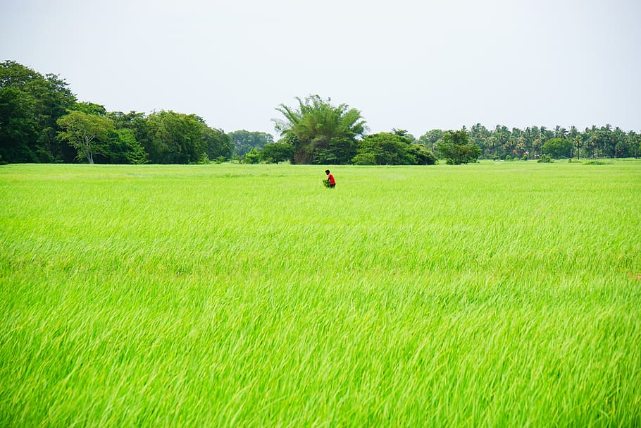 padi, sawah, pertanian padi, bekerja di bawah sinar matahari, hijau, hijau alami, Sri Lanka, India, pertanian pedesaan, tanaman tradisional