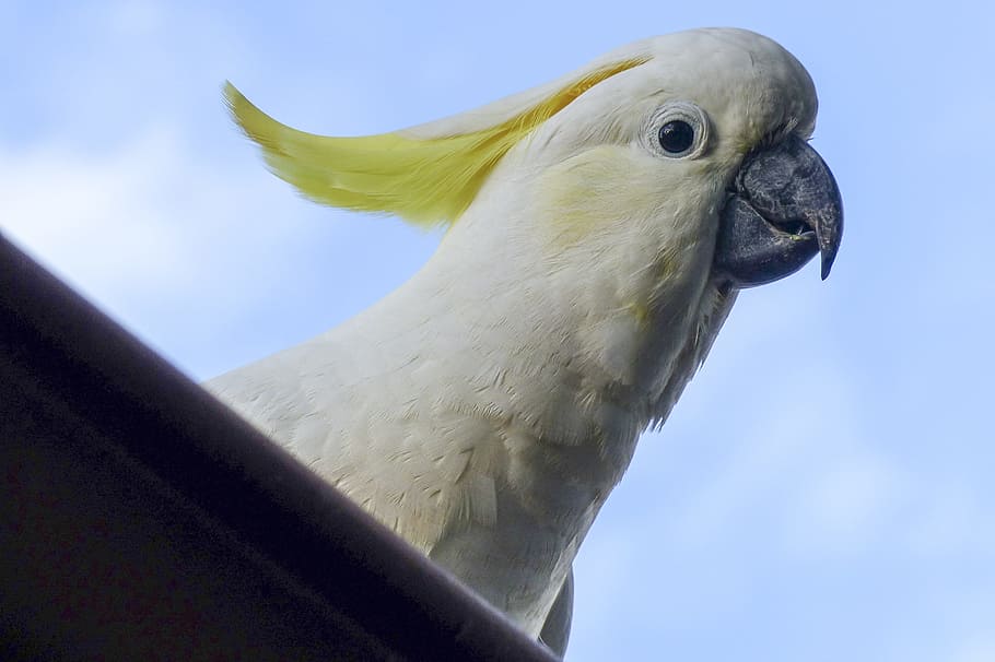 closeup, view, sulfur, crested, cockatoo, white, yellow, bird, wildlife, parrot