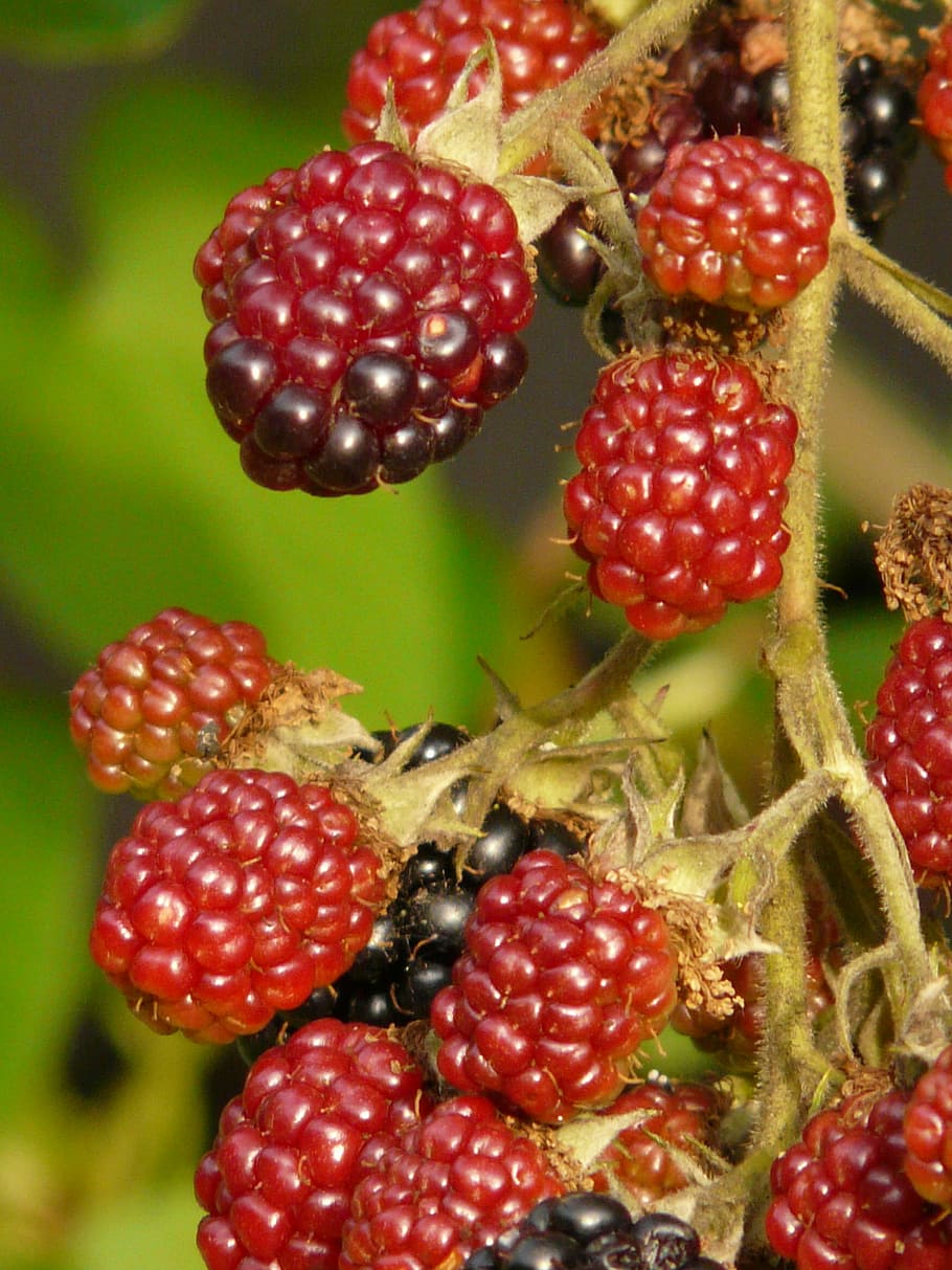 blackberries, berries, fruits, immature, semi mature, red, raspberries, collecting drupe, rubus sectio rubus, berry fruit