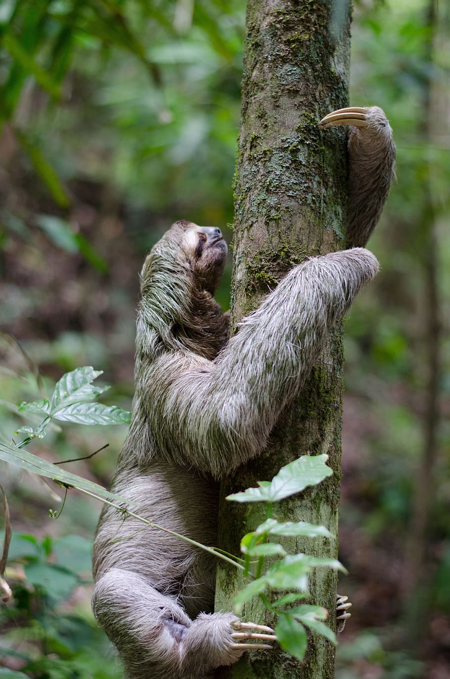 sloth climbing tree, sloth, tree, forest, animal, mammal, wildlife, jungle, hanging, rainforest