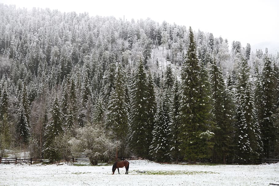 early, Snow, Morning, Forest, early snow, morning in the forest, lonely horse, taiga, landscape in the forest, horse on pasture