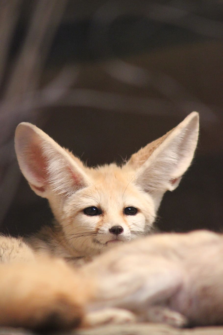 fennec fox, zoo, animal, desert fox, ears, fuchs, cute, mammal, one animal, domestic animals