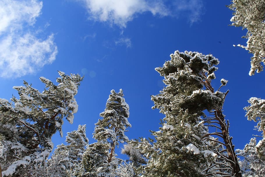 Tree, Blue Sky, Winter, Snow, Ever Green, sky, tops, nature, day, cold temperature