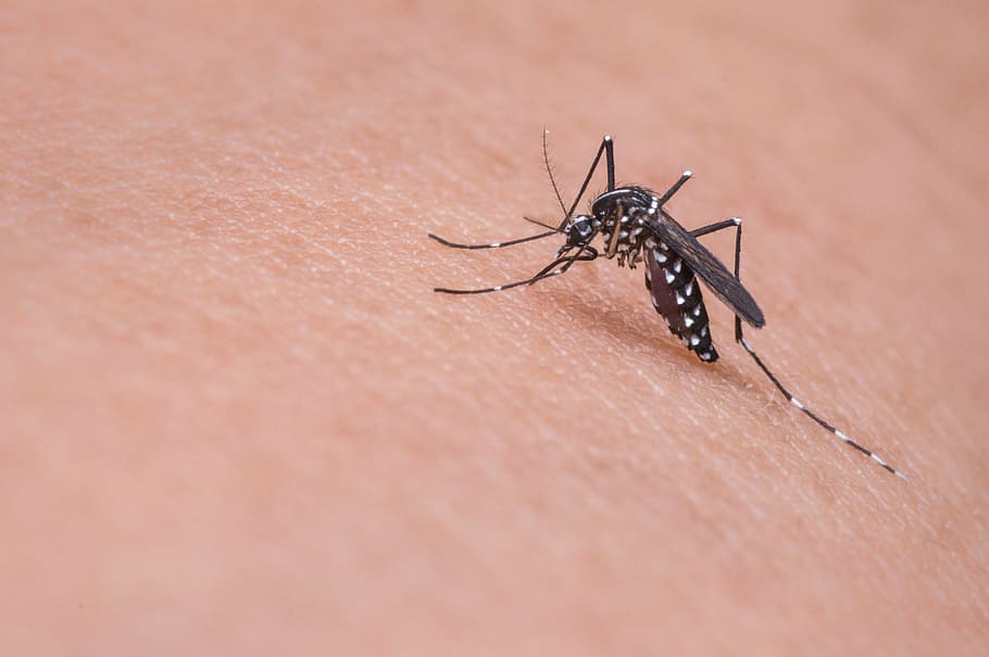 mosquito da dengue, pessoa, pele, mosquito, macro, inseto, percevejo, parasita, otário, sangue