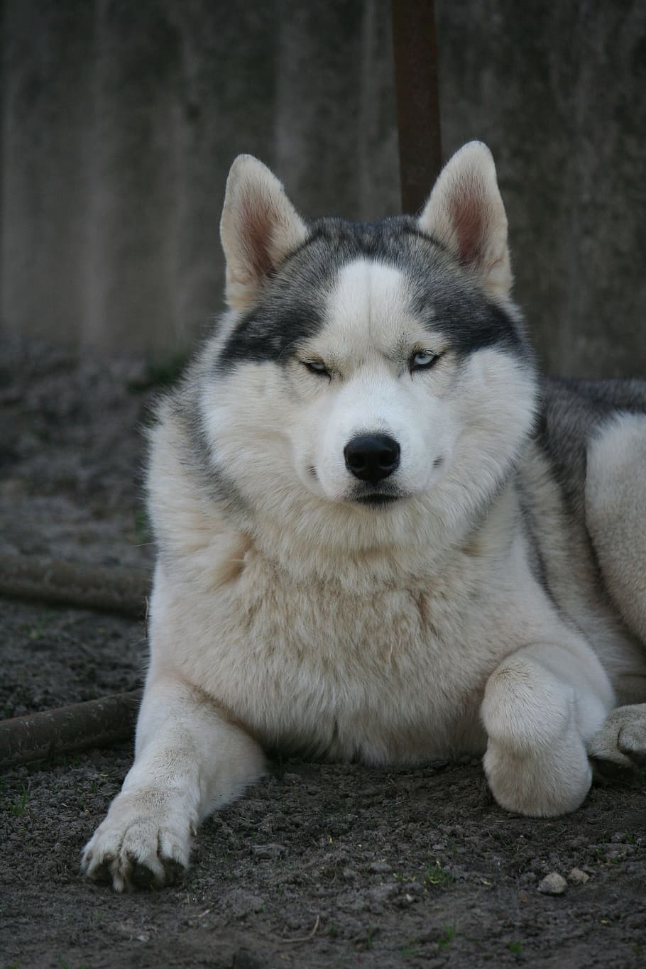 husky, smile, the seriousness, one animal, canine, dog, pets, domestic, mammal, domestic animals