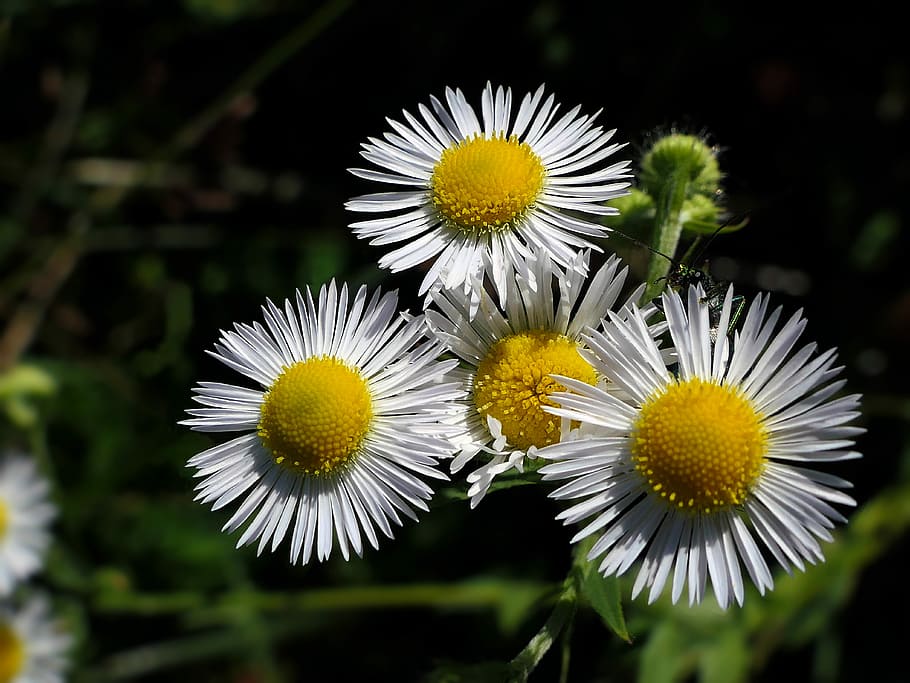 セレクティブフォーカス写真 白 デイジーの花 花 マーガレット クローズアップ 壁紙 自然 開花植物 植物 Pxfuel