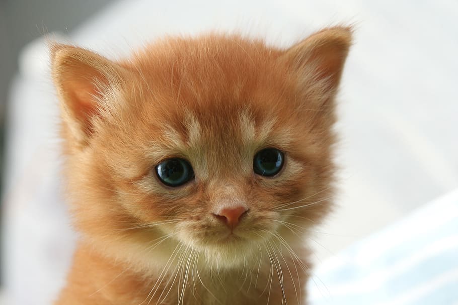 short-fur orange kitten, cat, kitten, cat baby, cat's eyes, mieze, red tomcat, mackerel, adidas, domestic Cat
