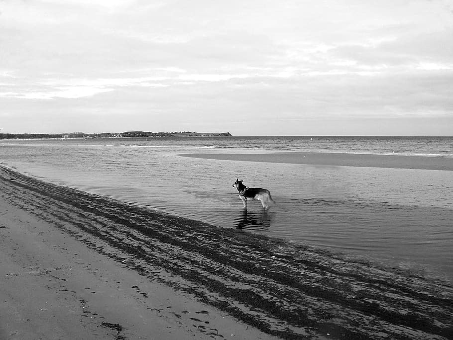 baltic sea, boltenhagen, panorama, dog, bay, ostseebad, sand beach, black and white photography, b w, meckpomm