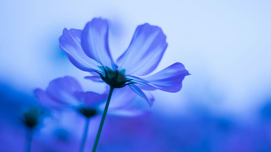青 コスモスの花 選択的 フォーカス写真 自然 花 植物 夏 開花植物 自然の美しさ Pxfuel