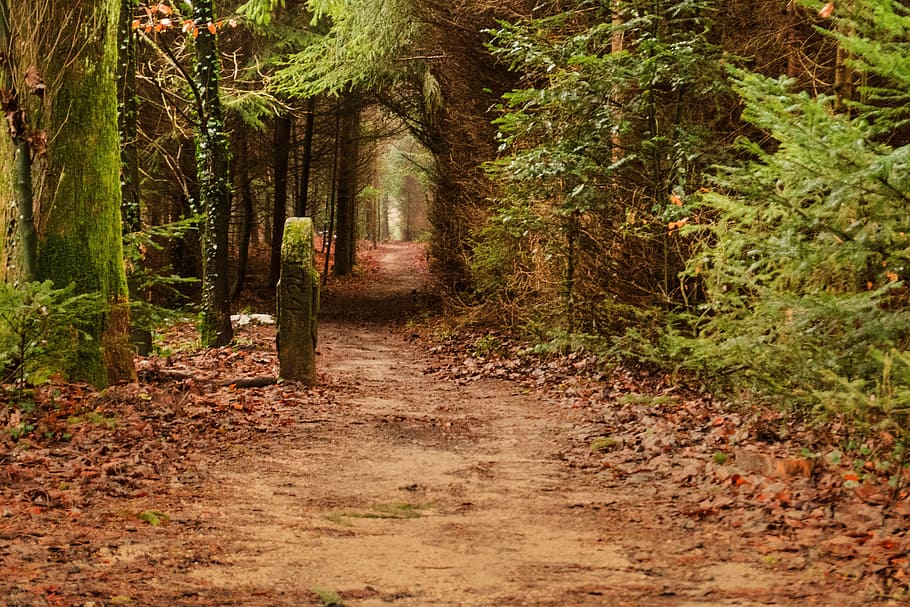 wood, tree, nature, path, leaf, forest, away, leaves, avenue, hiking