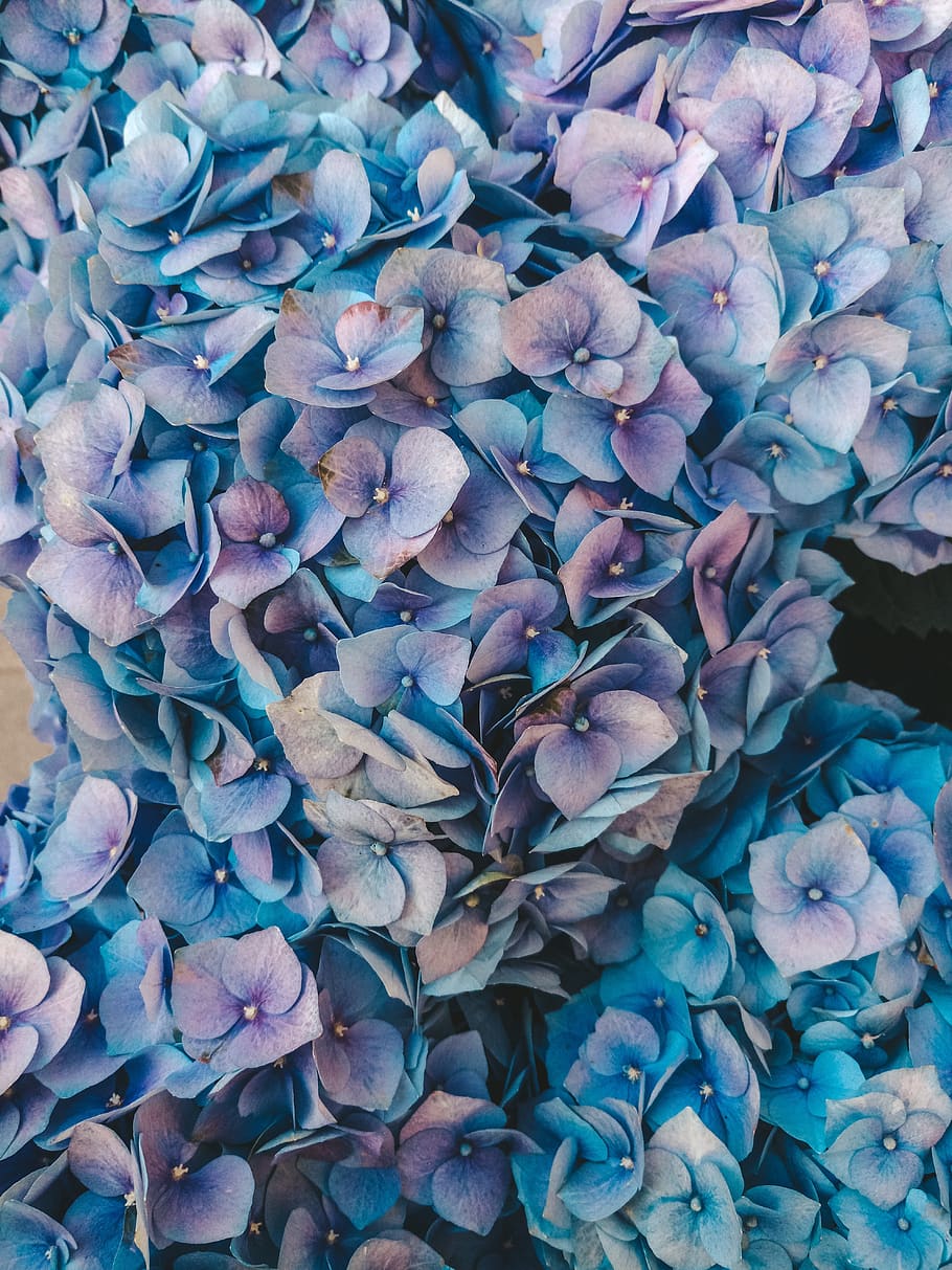hydrangea, heat, potted flowers, blue color, beauty in nature, full frame, flower, vulnerability, flowering plant, plant