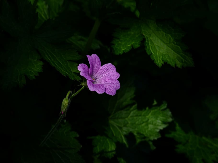pink malva flower, bunga, mekar, dalam bayangan, bayangan, kesepian, keindahan di musim panas, pink, ungu, taman selatan