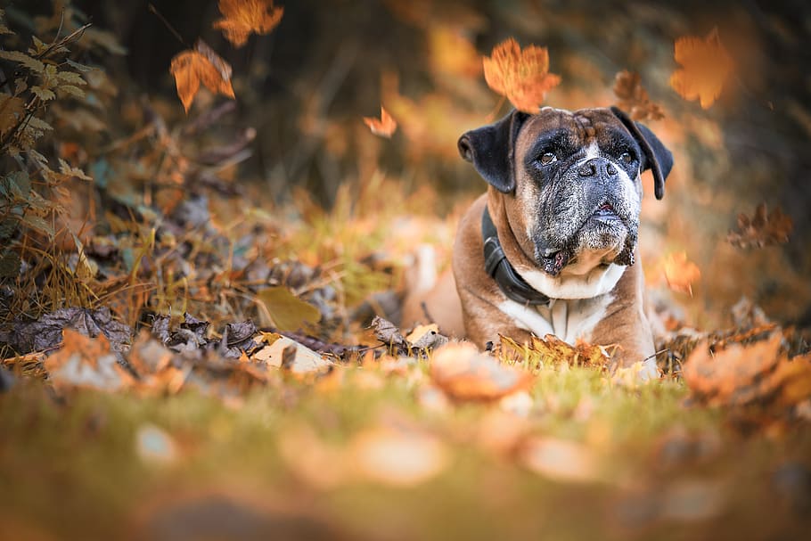 shallow, focus photography, brown, dog, lying, grass, boxer, autumn, wildlife photography, pet