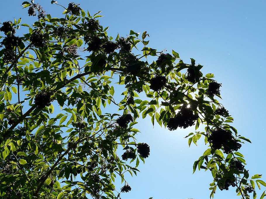 saúco negro, sambucus nigra, arbusto titular, grito, lila, arbusto, saúco, sambucus, negro, bayas