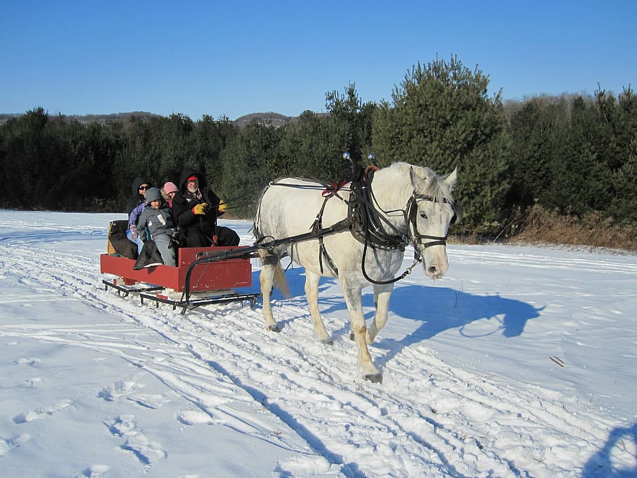 group, people, riding, red, sleigh, white, horse, daytime, sleigh ride, winter