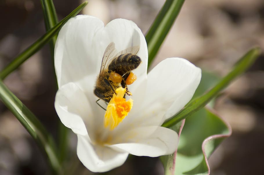 bee, crocus, flower, spring, nature, insect, blooming, natural, springtime, saffron