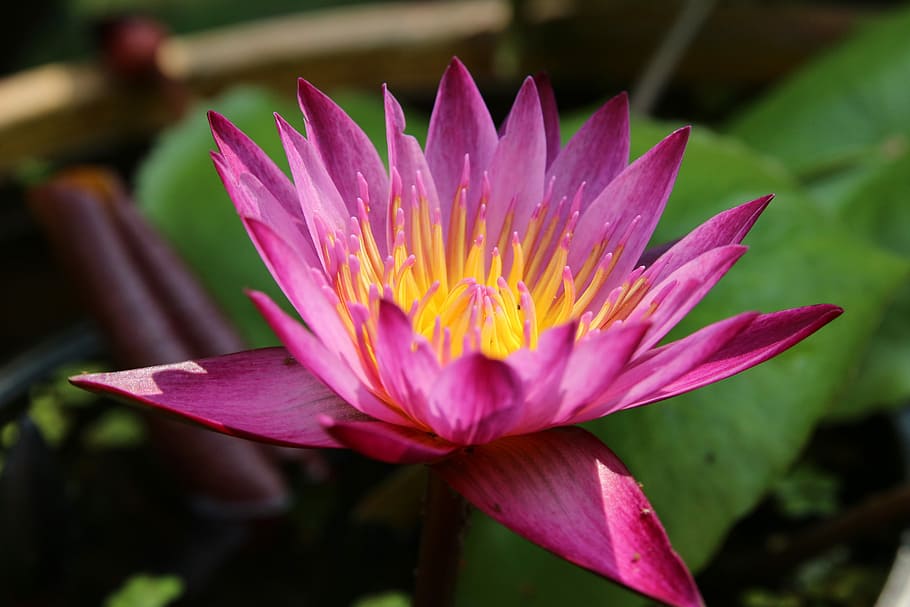 lotus, nature, pink, bua ban, flowers, water plants, purple lotus, flower, flowering plant, freshness