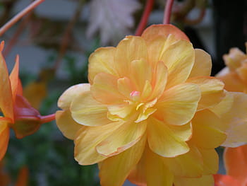 Fotos begonias amarillas libres de regalías | Pxfuel