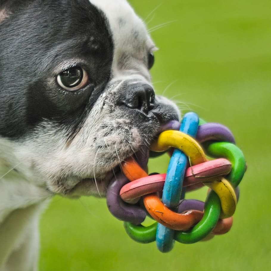 boston terrier, biting, plastic ball close-up photo, dog, french bulldog, play, grass, animal, one animal, canine