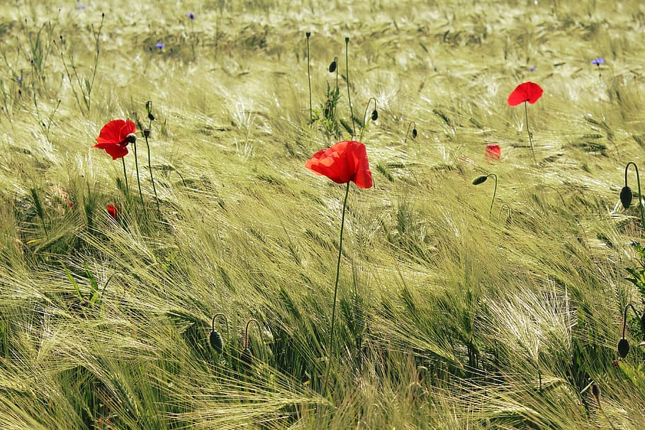 red poppies painting, cornfield, poppies, red, blossom, bloom, flower, golden, cereals, mohngewaechs