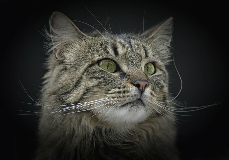 close-up photo, grey, tabby, kitten, cat, norwegian forest cat, green eyes, cat's eyes, domestic Cat, pets