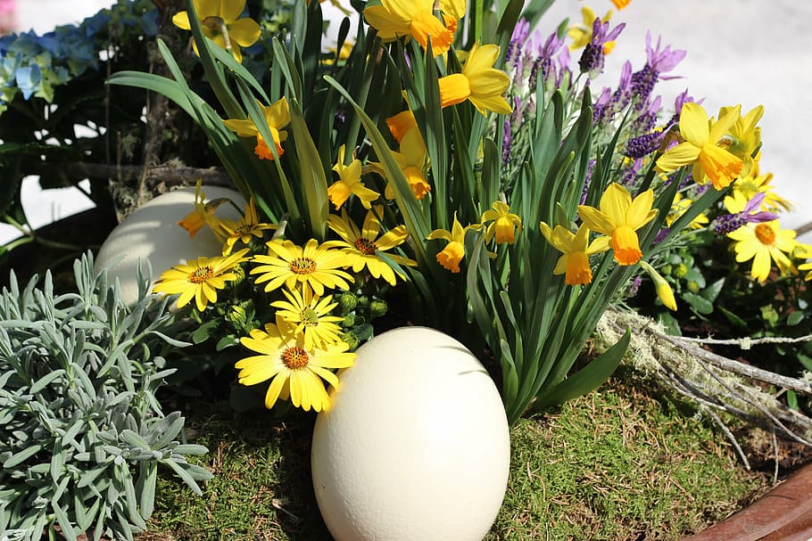 ostrich egg, cream colors, spring, plant, decorative, flower, flowering plant, vulnerability, fragility, freshness