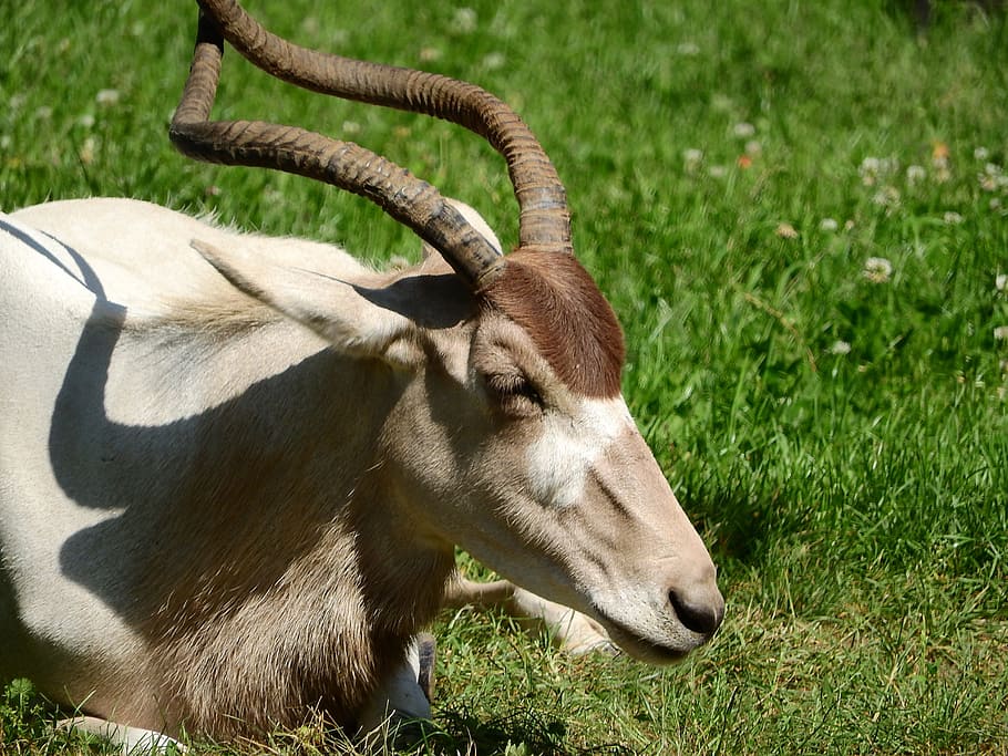 Addax, Long, Horns, adax nasomaculatus, long horns, african animals, african  kopytník, grass, one animal, animal themes | Pxfuel