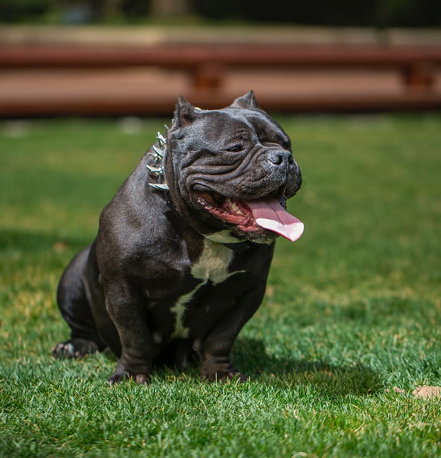 black, pitbull terrier, sitting, grass field, bully dog, love the dog, photography, one animal, grass, animal themes