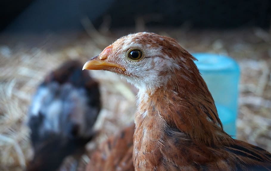 rescued, chicken, beauty, eye, animal, saved, new home, animal rights, care, hen