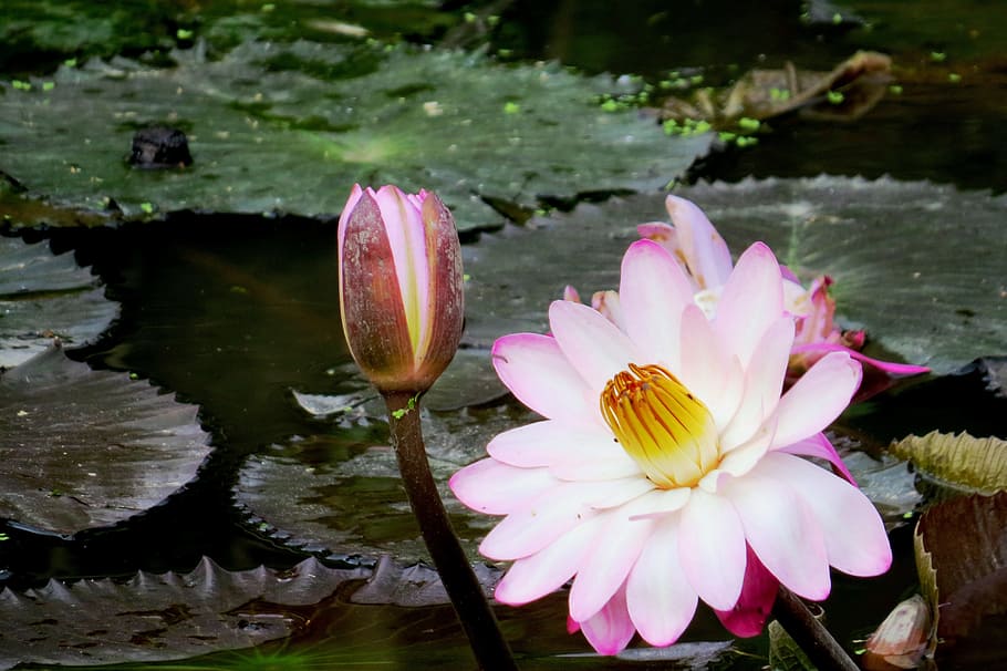 Lily, Flower, Aquatic, Plant, Water, lily, flower, aquatic, plant ...