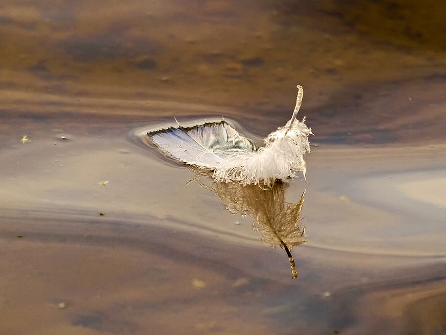 Перо в воде