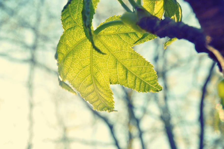 raso, fotografia de foco, verde, folha, bordo, plano, folhas, luz solar, ramo, árvore