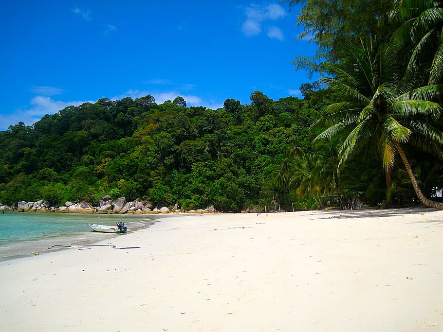 pohon-pohon, di samping, pantai, pulau-pulau perenial, malaysia, pulau, terpencil, pohon, air, tanah