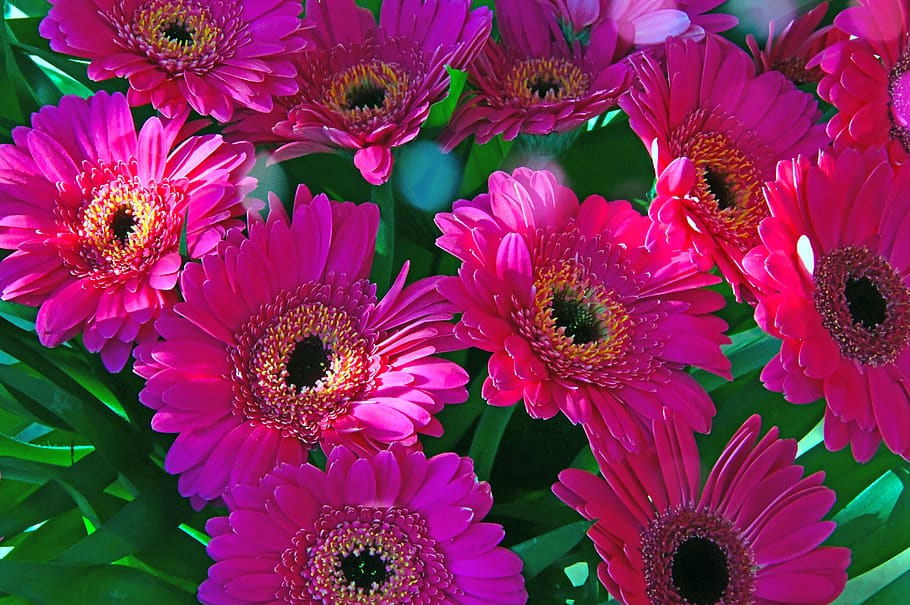 pink, gerbera, pink flowers, pink gerbera, flower, flowers, nature, decoration, romantic, bouquet