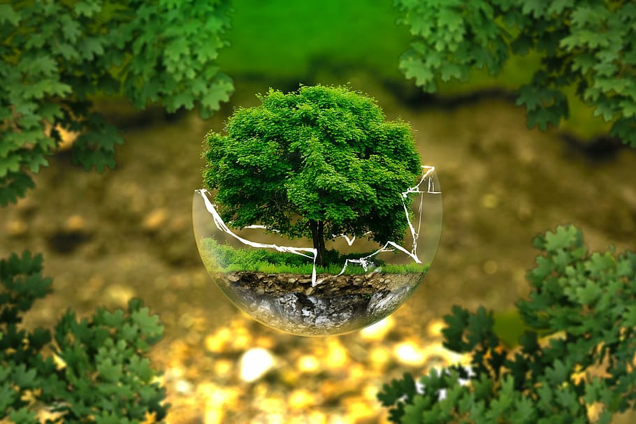 green leaf tree, environmental protection, nature conservation, ecology, eco, bio, glass ball, forest, green, organic